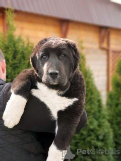 Zusätzliche Fotos: Welpen SAO (Zentralasiatischer Schäferhund)