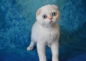 Zusätzliche Fotos: Schottische Katze von seltener Farbe