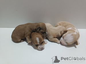 Foto №1. havaneser - zum Verkauf in der Stadt Belgrad | verhandelt | Ankündigung № 146295