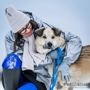 Foto №2 zu Ankündigung № 95419 zu verkaufen mischlingshund - einkaufen Russische Föderation aus dem tierheim