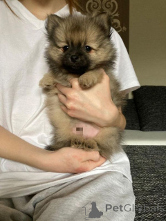 Foto №3. Pomeraner Zwergspitz Welpen. Schweiz