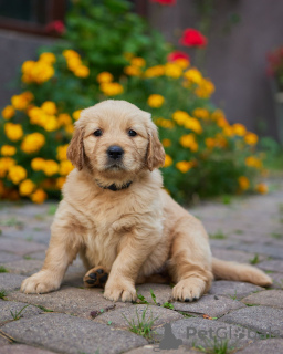 Foto №1. golden retriever - zum Verkauf in der Stadt Żarki-Letnisko | 2000€ | Ankündigung № 70333