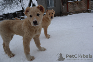 Foto №2 zu Ankündigung № 38327 zu verkaufen kaukasischer owtscharka - einkaufen Weißrussland züchter