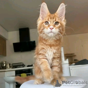 Foto №2 zu Ankündigung № 118291 zu verkaufen maine-coon-katze - einkaufen USA quotient 	ankündigung