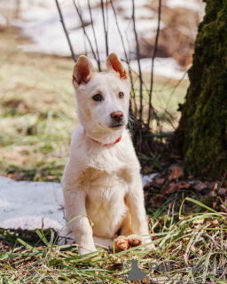Foto №1. mischlingshund - zum Verkauf in der Stadt Moskova | Frei | Ankündigung № 167143