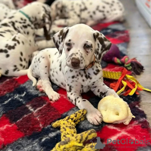 Foto №3. Schöne Dalmatiner-Welpen.. Deutschland