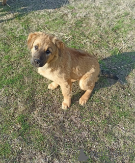 Foto №3. Ein Lichtstrahl sucht ein Zuhause.. Russische Föderation