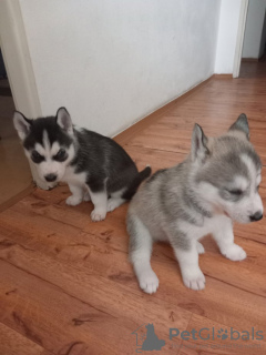 Foto №2 zu Ankündigung № 89567 zu verkaufen siberian husky - einkaufen Schweden quotient 	ankündigung