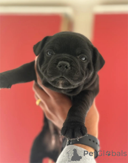 Foto №1. american pit bull terrier - zum Verkauf in der Stadt Frankfurt | 350€ | Ankündigung № 154436