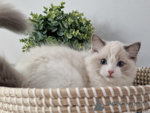 Foto №1. ragdoll-katze - zum Verkauf in der Stadt Zürich | verhandelt | Ankündigung № 155919