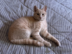 Foto №3. Wunderschöne Katze Prima in guten Händen. Russische Föderation