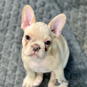Foto №1. französische bulldogge - zum Verkauf in der Stadt New York | 775€ | Ankündigung № 175374