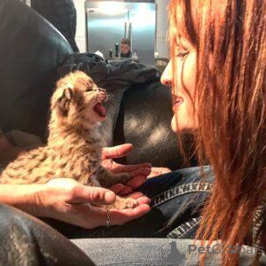 Foto №1. havana-katze - zum Verkauf in der Stadt Kitee | 450€ | Ankündigung № 168913