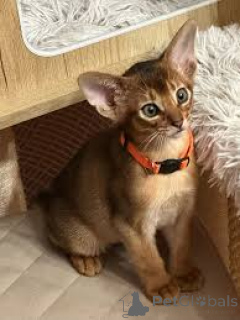 Foto №1. abessinierkatze - zum Verkauf in der Stadt Antwerpen | 400€ | Ankündigung № 172707