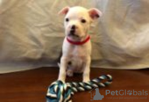 Foto №2 zu Ankündigung № 129101 zu verkaufen boston terrier - einkaufen Finnland züchter