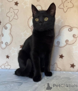 Foto №2 zu Ankündigung № 164930 zu verkaufen  - einkaufen Weißrussland 