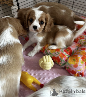 Foto №2 zu Ankündigung № 161173 zu verkaufen cavalier king charles spaniel - einkaufen Deutschland quotient 	ankündigung