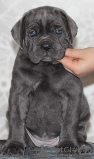 Foto №3. Cane Corso-Mädchen. Russische Föderation