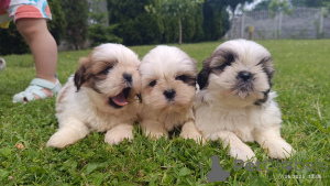 Foto №2 zu Ankündigung № 143616 zu verkaufen shih tzu - einkaufen Polen züchter