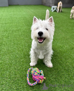 Foto №3. Purrebed West Highland White Terrier süß und verspielt. Großbritannien