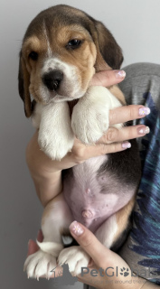 Foto №2 zu Ankündigung № 101982 zu verkaufen beagle - einkaufen USA züchter