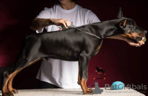 Foto №2 zu Ankündigung № 106136 zu verkaufen dobermann - einkaufen Serbien 