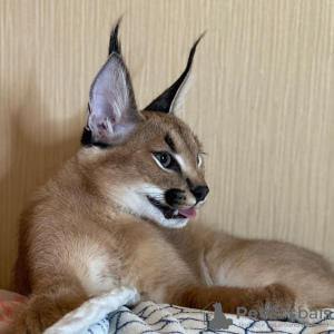 Foto №2 zu Ankündigung № 99564 zu verkaufen caracal - einkaufen USA quotient 	ankündigung, vom kindergarten, aus dem tierheim