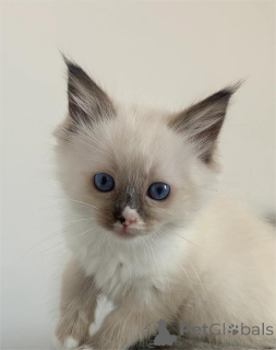 Foto №1. ragdoll-katze - zum Verkauf in der Stadt Calw | 350€ | Ankündigung № 153584