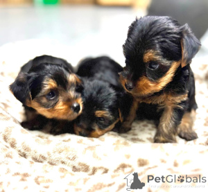 Foto №2 zu Ankündigung № 176366 zu verkaufen biewer terrier - einkaufen USA züchter
