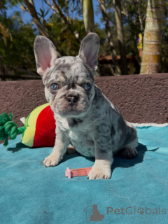 Foto №2 zu Ankündigung № 174878 zu verkaufen französische bulldogge - einkaufen Frankreich quotient 	ankündigung