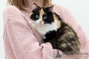 Zusätzliche Fotos: Tricolor Katze Zhadi in guten Händen