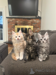 Foto №2 zu Ankündigung № 177803 zu verkaufen maine-coon-katze - einkaufen Deutschland züchter
