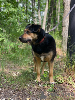 Foto №3. Das süßeste Geschenk ist ein Haus!. Russische Föderation