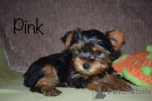 Foto №2 zu Ankündigung № 168487 zu verkaufen yorkshire terrier - einkaufen Schweden quotient 	ankündigung, züchter