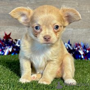 Foto №2 zu Ankündigung № 169017 zu verkaufen chihuahua - einkaufen Deutschland quotient 	ankündigung