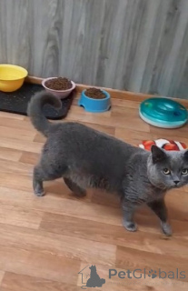 Foto №3. Cat Winter wartet auf fürsorgliche Besitzer. Russische Föderation