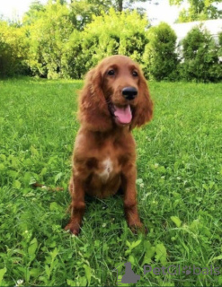 Foto №2 zu Ankündigung № 11162 zu verkaufen irish red setter - einkaufen Ukraine vom kindergarten