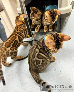 Foto №2 zu Ankündigung № 84177 zu verkaufen bengal katzenrasse - einkaufen Finnland quotient 	ankündigung