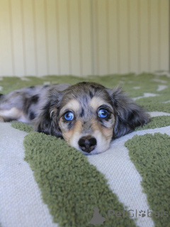 Foto №1. dackel - zum Verkauf in der Stadt Hannover | verhandelt | Ankündigung № 144407