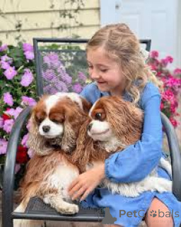 Foto №1. cavalier king charles spaniel - zum Verkauf in der Stadt Amsterdam | 700€ | Ankündigung № 162729