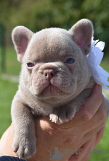 Foto №1. französische bulldogge - zum Verkauf in der Stadt Farciennes | 2000€ | Ankündigung № 117780