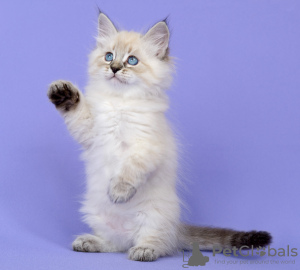 Foto №1. sibirische katze - zum Verkauf in der Stadt Wladiwostok | verhandelt | Ankündigung № 21299