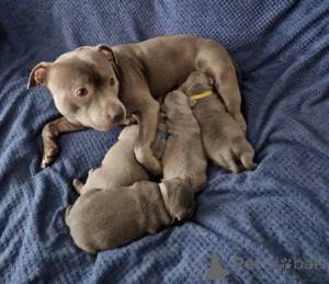 Foto №1. staffordshire bull terrier - zum Verkauf in der Stadt Belen | 580€ | Ankündigung № 175713