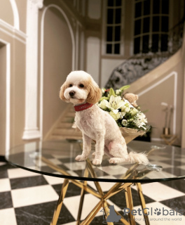 Foto №1.  - zum Verkauf in der Stadt Brüssel | 700€ | Ankündigung № 50108