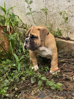 Zusätzliche Fotos: Englische Bulldogge