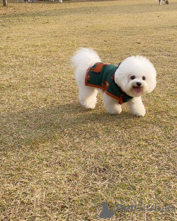 Foto №1. malteser - zum Verkauf in der Stadt Berlin | 550€ | Ankündigung № 167176