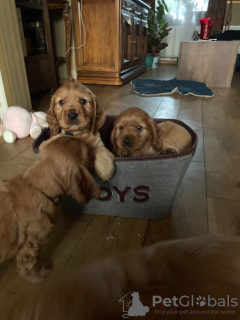 Foto №3. Champion American Cocker Spaniel jetzt für Sie verfügbar. Schweiz