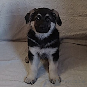Foto №1. osteuropäischer schäferhund - zum Verkauf in der Stadt Ногинск | 491€ | Ankündigung № 9787