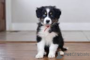 Foto №2 zu Ankündigung № 164743 zu verkaufen australian shepherd - einkaufen Frankreich quotient 	ankündigung, züchter