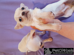 Foto №3. Ein charmanter kleiner Junge, Chihuahua -Welpe in Tiflis und Batumi.. Georgien